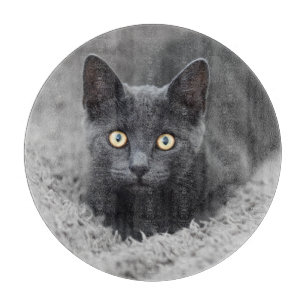 Niedliche Kleintiere Graue Katze Schneidebrett