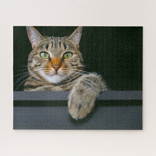 Niedliche Kleintiere | Grey Tabby Cat Face (Horizontal)