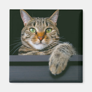 Niedliche Kleintiere Grey Tabby Cat Face Magnet