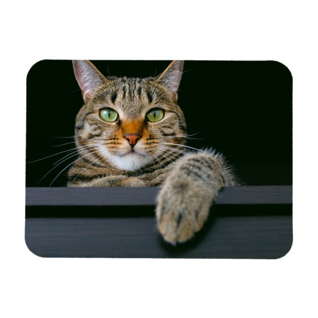 Niedliche Kleintiere | Grey Tabby Cat Face Magnet (Horizontal)