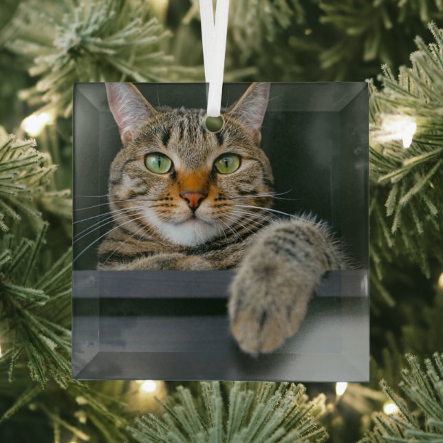 Niedliche Kleintiere | Grey Tabby Cat Face Ornament Aus Glas (Insitu)