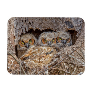 Niedliche Kleintiere   Große Horned Chips Magnet