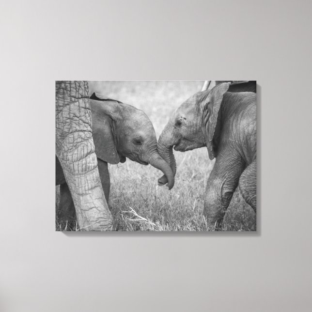 Niedliche Kleintiere | Gruß von Baby Elephants Leinwanddruck (Vorderseite)