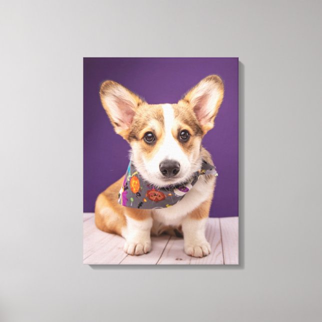 Niedliche Kleintiere | Halloween Corgi Leinwanddruck (Vorderseite)