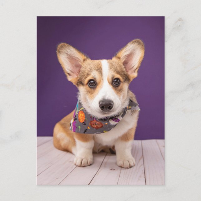 Niedliche Kleintiere | Halloween Corgi Postkarte (Vorderseite)