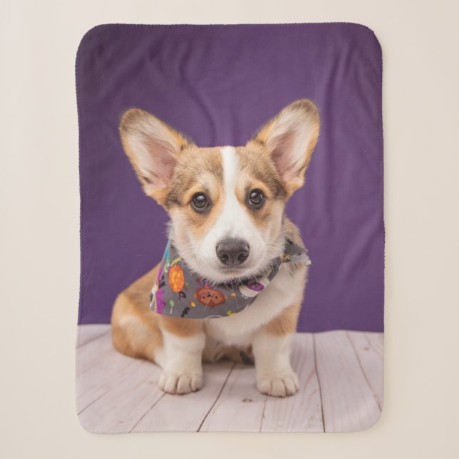 Niedliche Kleintiere | Halloween Corgi Sherpadecke (Vorderseite)