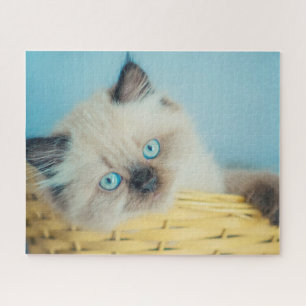 Niedliche Kleintiere Himalayan Siegel Point Cat