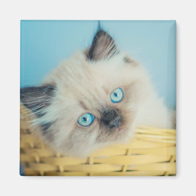 Niedliche Kleintiere | Himalayan Siegel Point Cat Magnet (Vorne)