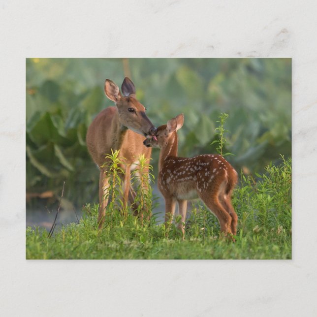 Niedliche Kleintiere | Hirsch und Baby Postkarte (Vorderseite)