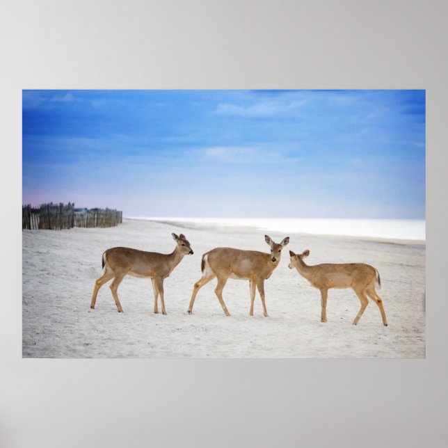 Niedliche Kleintiere | Hirsche am Strand Poster (Vorne)