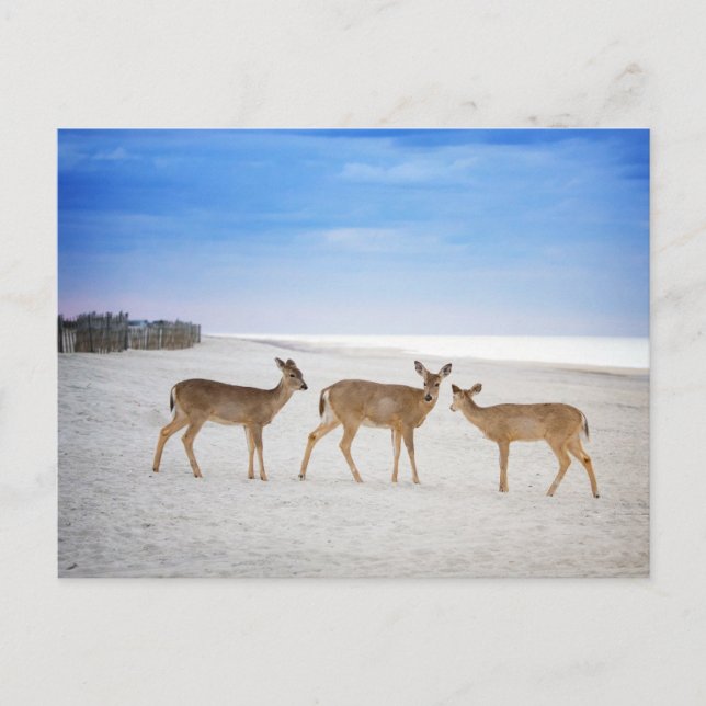 Niedliche Kleintiere | Hirsche am Strand Postkarte (Vorderseite)