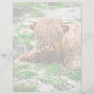 Niedliche Kleintiere Hochlandkuhkalb