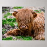 Niedliche Kleintiere | Hochlandkuhkalb