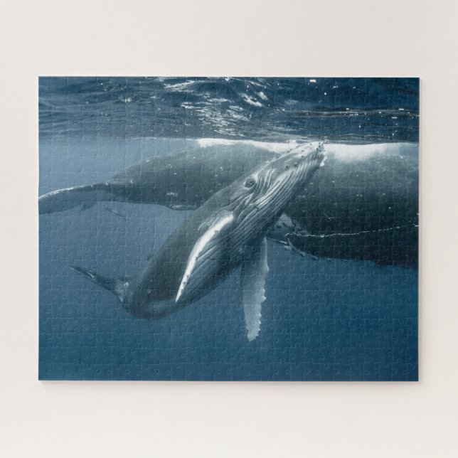 Niedliche Kleintiere | Humpback Whale Calf (Horizontal)