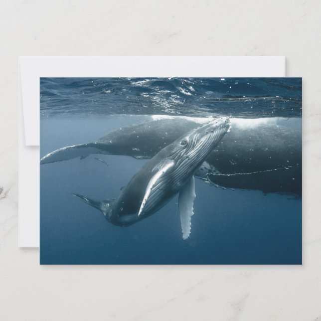 Niedliche Kleintiere | Humpback Whale Calf Dankeskarte (Vorderseite)