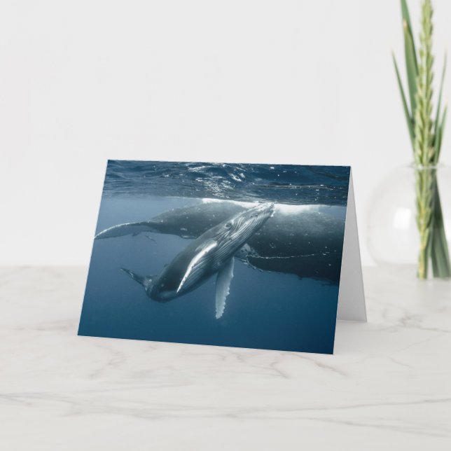 Niedliche Kleintiere | Humpback Whale Calf Karte (Vorderseite)