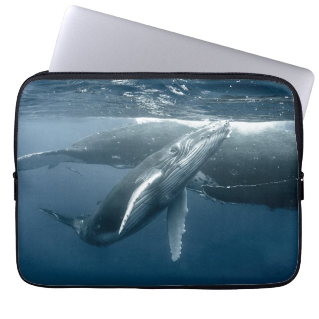 Niedliche Kleintiere | Humpback Whale Calf Laptopschutzhülle (Vorderseite)