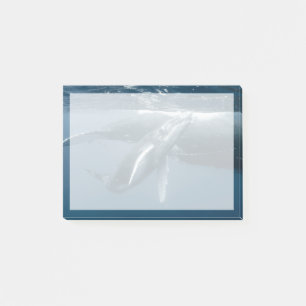 Niedliche Kleintiere Humpback Whale Calf Post-it Klebezettel