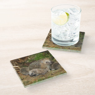 Niedliche Kleintiere IGEL Glasuntersetzer