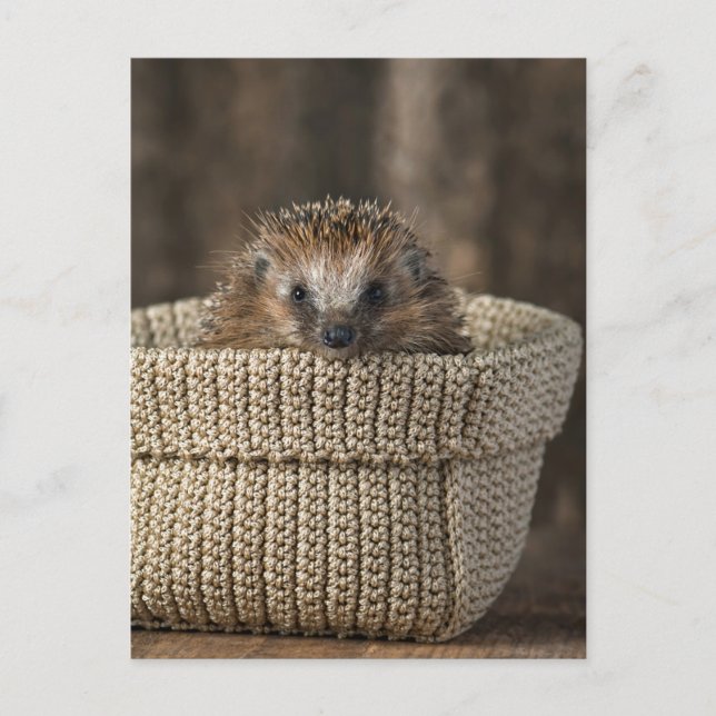 Niedliche Kleintiere | Igel in einem Korb Postkarte (Vorderseite)