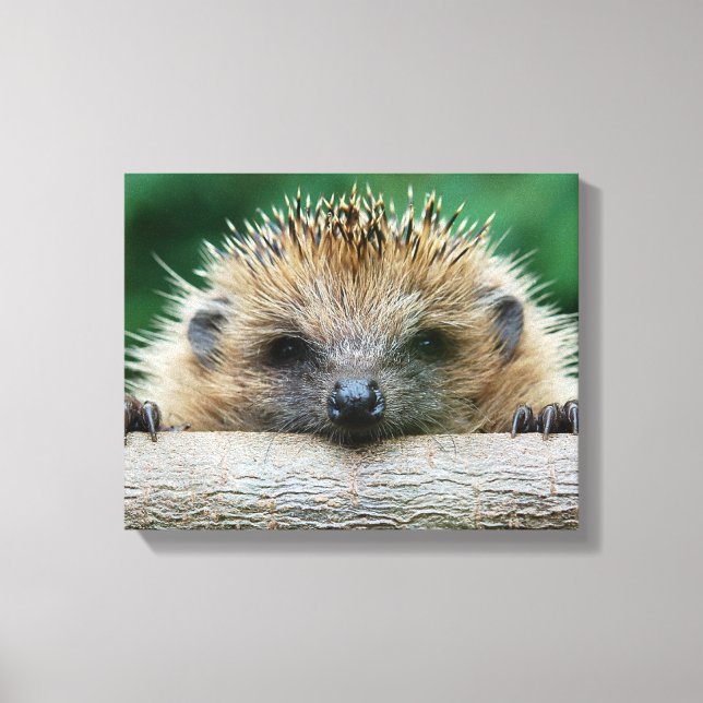Niedliche Kleintiere | Igel Lächeln Leinwanddruck (Vorderseite)