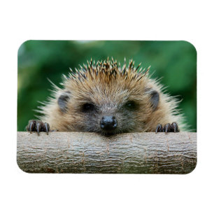 Niedliche Kleintiere Igel Lächeln Magnet