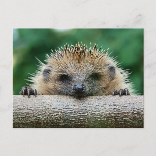 Niedliche Kleintiere | Igel Lächeln Postkarte (Vorderseite)