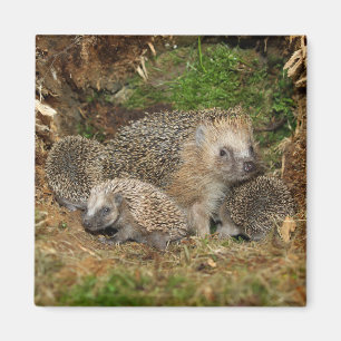 Niedliche Kleintiere IGEL Magnet