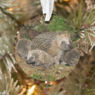 Niedliche Kleintiere   IGEL Ornament