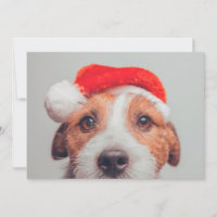 Niedliche Kleintiere | Jack Russell Dog Santa Clau