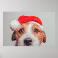 Niedliche Kleintiere | Jack Russell Dog Santa Clau