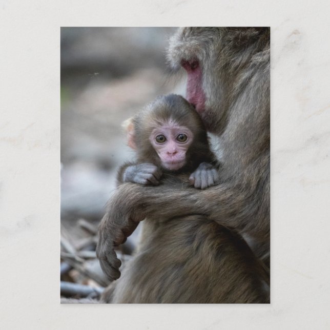 Niedliche Kleintiere | Japanischer Affe & Baby Postkarte (Vorderseite)