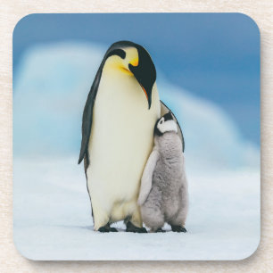 Niedliche Kleintiere   Kaiser Penguin Chick Getränkeuntersetzer