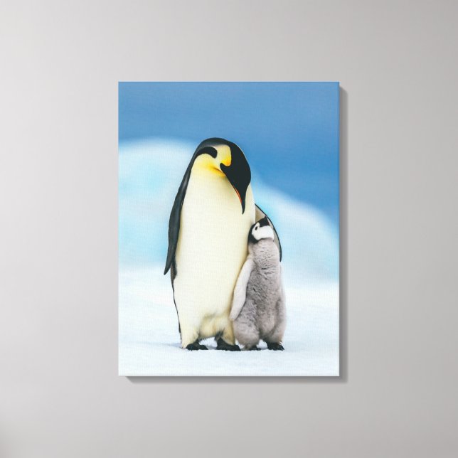 Niedliche Kleintiere | Kaiser Penguin Chick Leinwanddruck (Vorderseite)