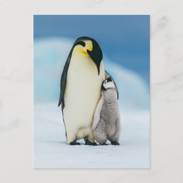 Niedliche Kleintiere | Kaiser Penguin Chick Postkarte (Vorderseite)
