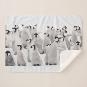 Niedliche Kleintiere Kaiser Penguin Chicks Sherpadecke