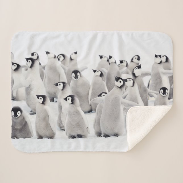 Niedliche Kleintiere | Kaiser Penguin Chicks Sherpadecke (Vorderseite (Horizontal))