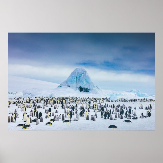 Niedliche Kleintiere | Kaiser-Pinguin-Kolonie Poster (Vorne)