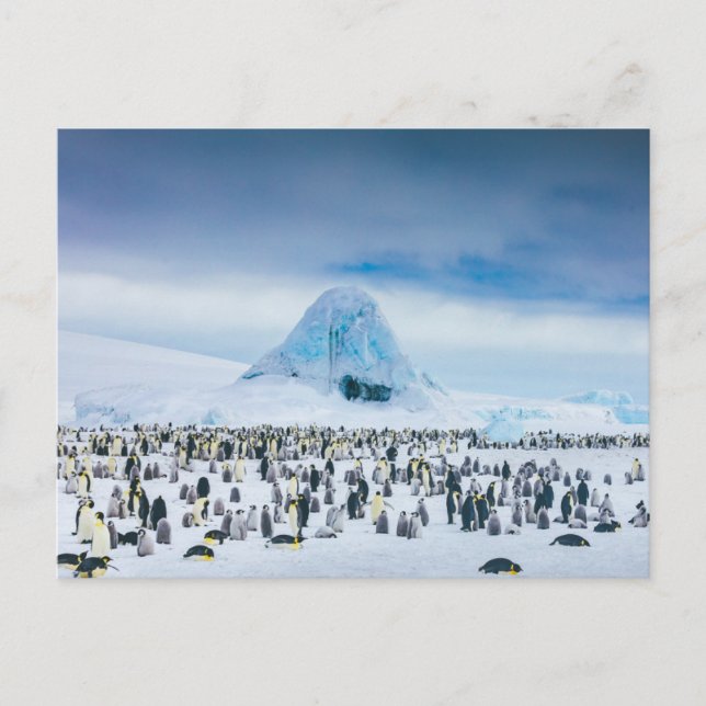 Niedliche Kleintiere | Kaiser-Pinguin-Kolonie Postkarte (Vorderseite)