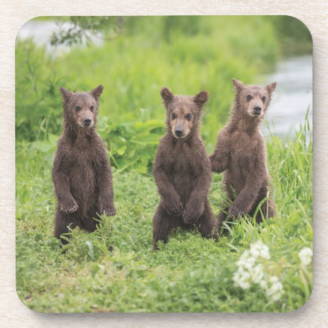 Niedliche Kleintiere | Kamchatka Brown Bear Cubs Getränkeuntersetzer (Vorderseite)