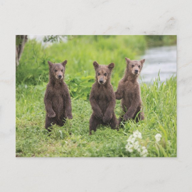 Niedliche Kleintiere | Kamchatka Brown Bear Cubs Postkarte (Vorderseite)