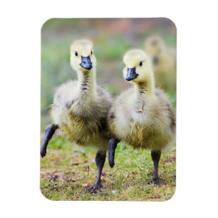 Niedliche Kleintiere Kanadische Gänse Magnet