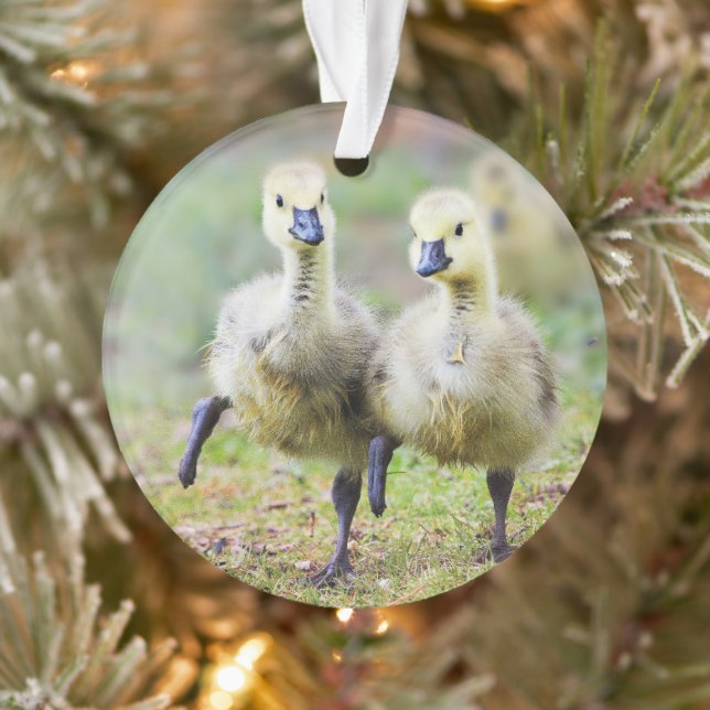 Niedliche Kleintiere | Kanadische Gänse Ornament (Baum)