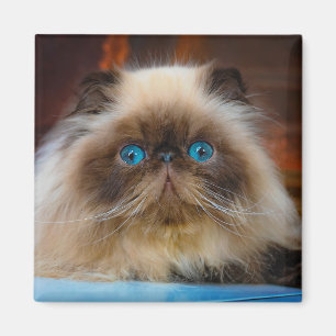 Niedliche Kleintiere Kat Magnet
