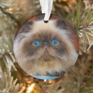Niedliche Kleintiere   Kat Ornament