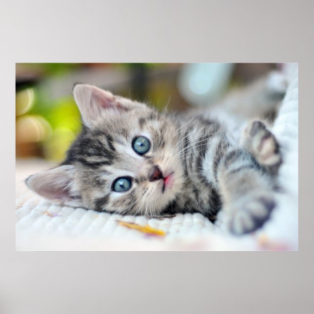 Niedliche Kleintiere | Kätzchen mit blauen Augen Poster (Vorne)