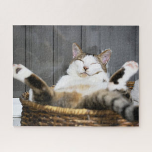 Niedliche Kleintiere   Katze im Bett