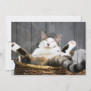 Niedliche Kleintiere   Katze im Bett Dankeskarte