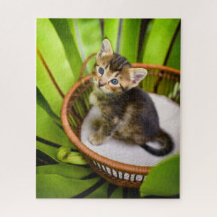 Niedliche Kleintiere Kitten in Basket