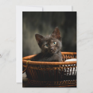 Niedliche Kleintiere Kitten in Basket Dankeskarte